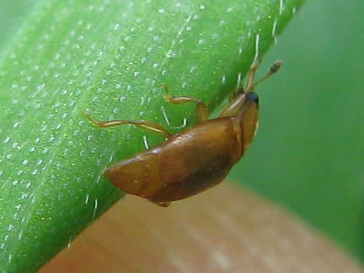 Ignoto? Epuraea sp.